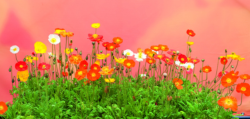 
                        Papaver
             
                        nudicaule
             
                        Garden Gnome
            