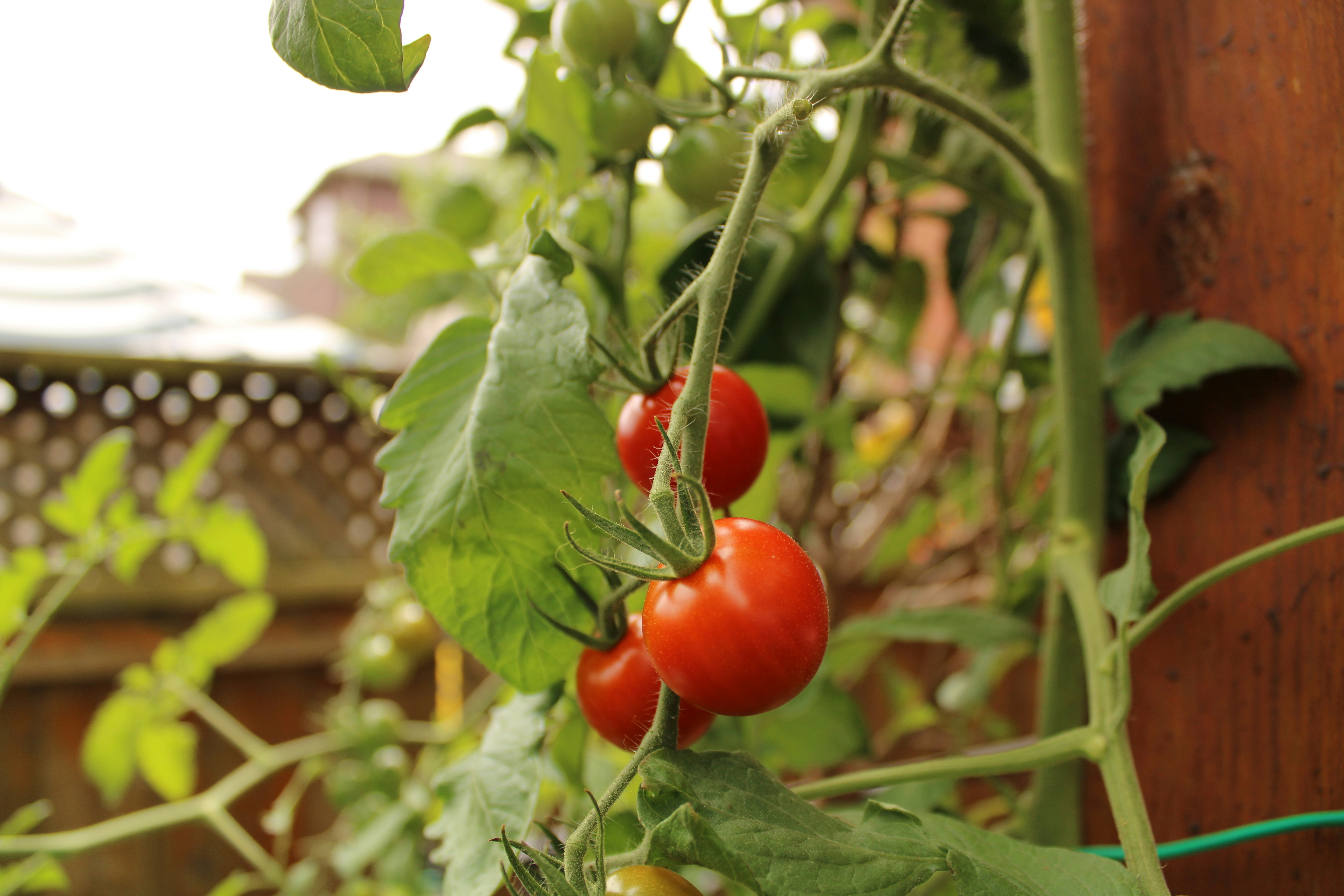   Gardener's Delight 