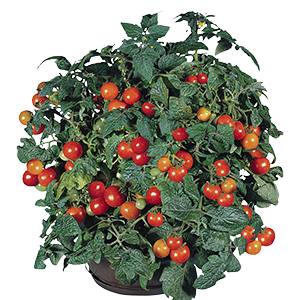 
                        Solanum
             
                        lycopersicum L.
             
                        Gardener's Delight
            