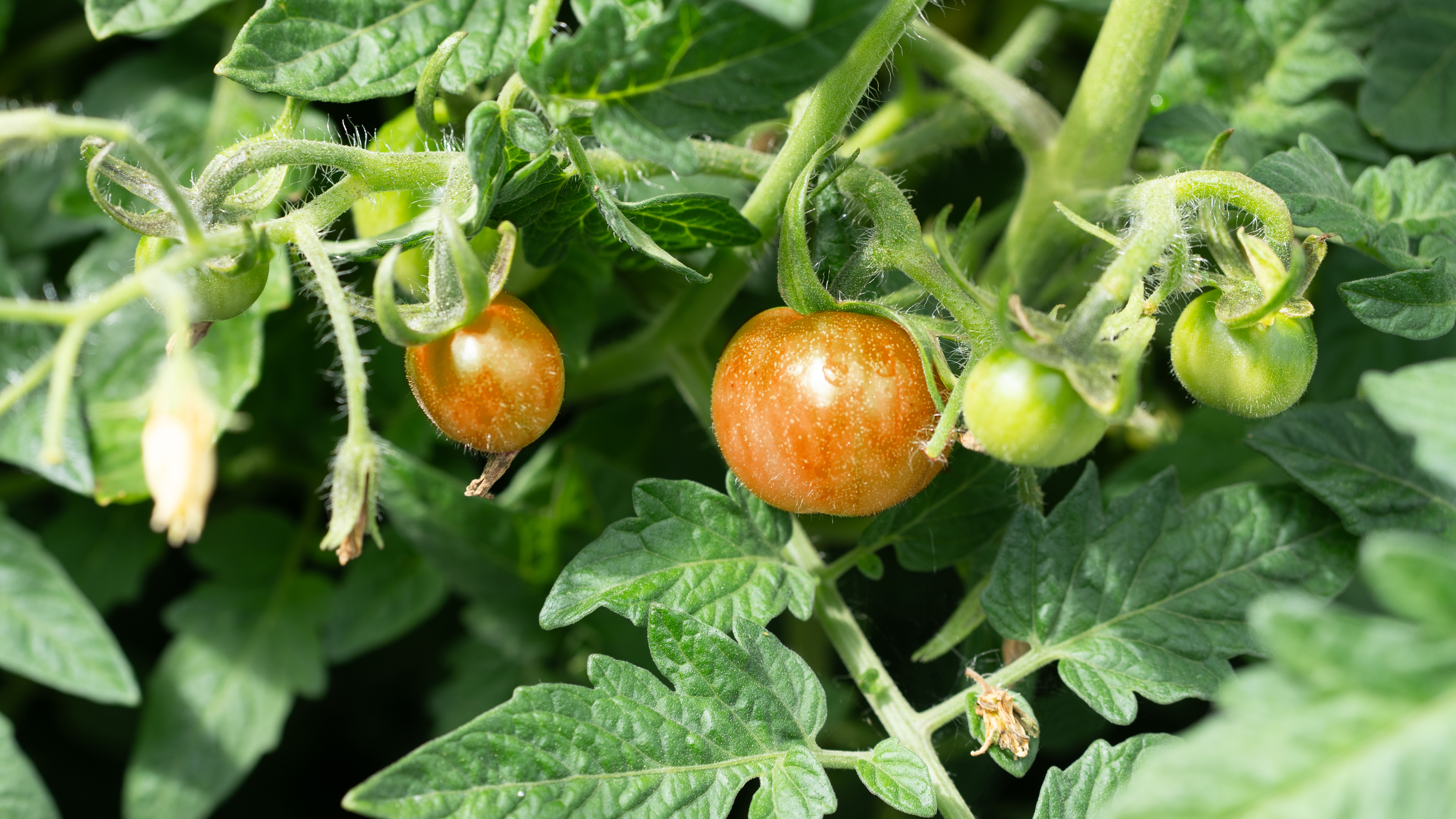   Gardener's Delight 