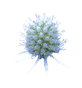 
                        Eryngium
             
                        planum
             
                        Glitter
             
                        Blue
            