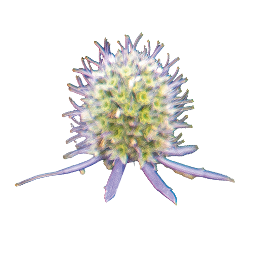 Eryngium planum Glitter Blue