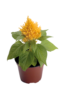 Celosia
plumosa
Glorious
Yellow