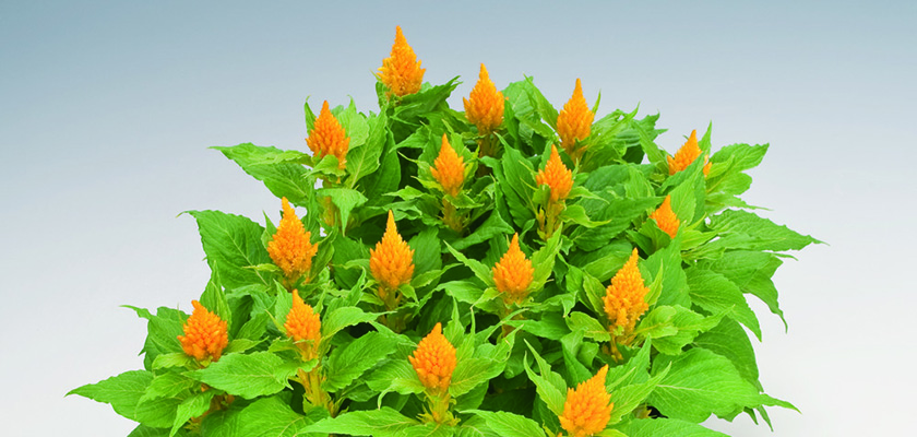 
                        Celosia
             
                        plumosa
             
                        Glorious
             
                        Yellow
            
