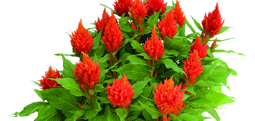 
                        Celosia
             
                        plumosa
             
                        Glorious
             
                        Orange
            