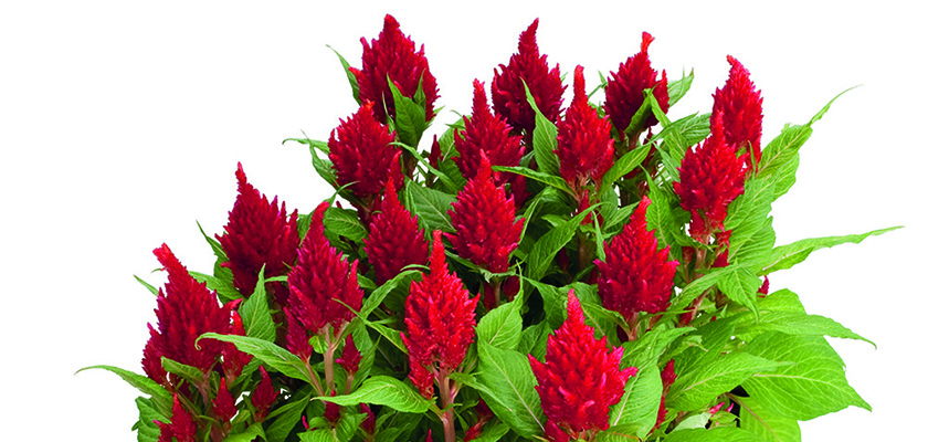 
                        Celosia
             
                        plumosa
             
                        Glorious
             
                        Red
            
