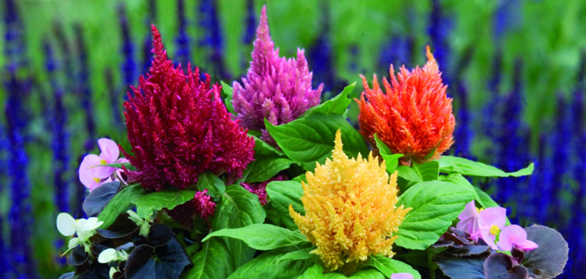 
                        Celosia
             
                        plumosa
             
                        Glorious
            