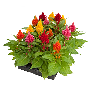 
                        Celosia
             
                        plumosa
             
                        Glorious
             
                        Red
            