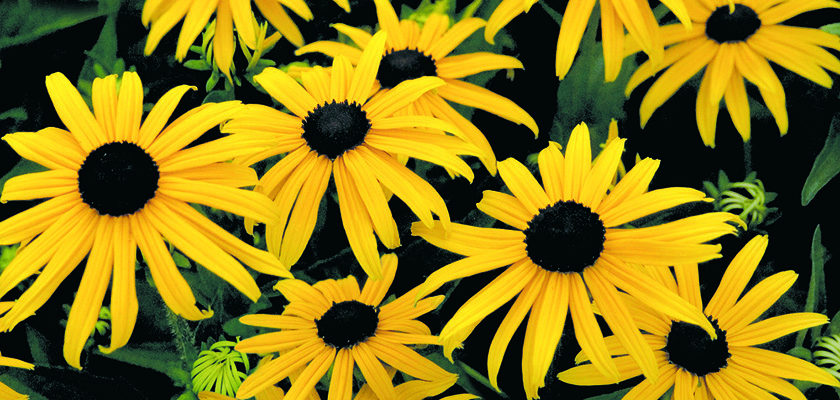 
                        Rudbeckia
             
                        fulgida
             
                        Goldsturm
            