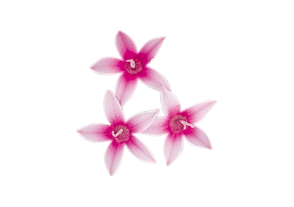 Pentas
lanceolata F₁
Graffiti®
Flirty Pink