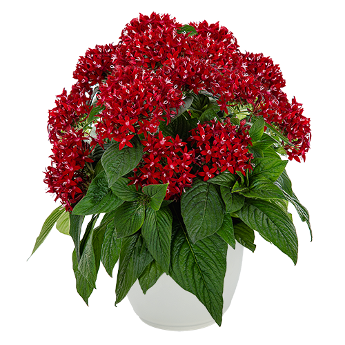 Pentas lanceolata F₁ Graffiti® Deep Red