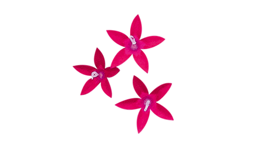 Pentas
             
                        lanceolata F₁
             
                        Graffiti®
             
                        Ruby