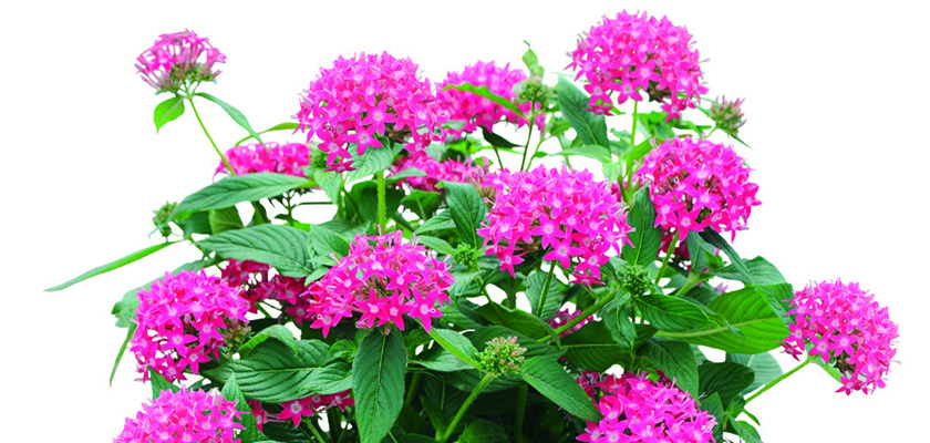 
                        Pentas
             
                        lanceolata F₁
             
                        Graffiti®
             
                        True Pink
            