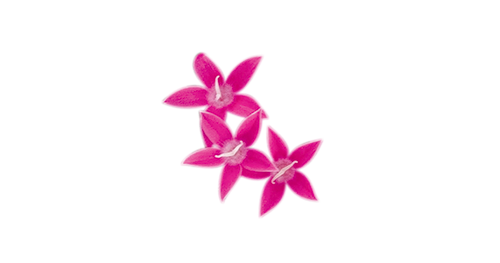 Pentas
lanceolata F₁
Graffiti®
True Pink