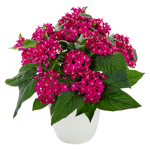 Pentas lanceolata F₁ Graffiti® Neon Plum