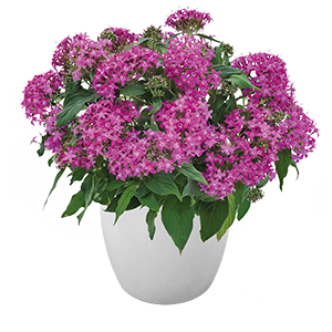   Graffiti® Violet