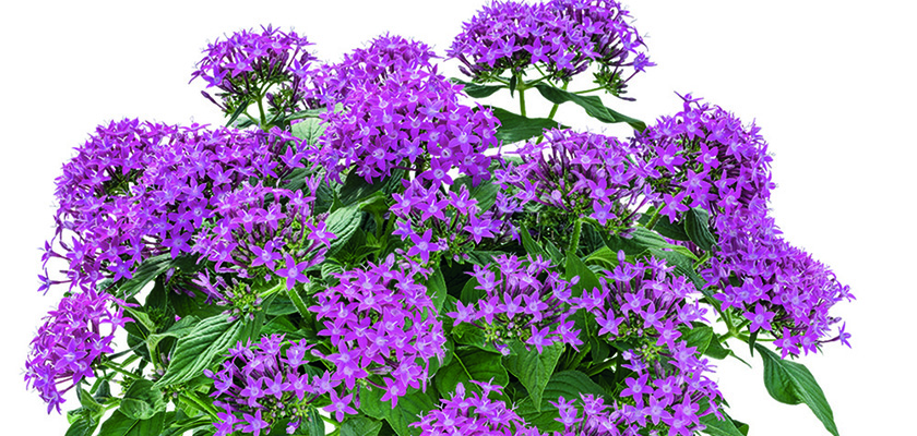 
                        Pentas
             
                        lanceolata F₁
             
                        Graffiti®
             
                        Ultra Violet
            
