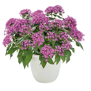   Graffiti® Ultra Violet