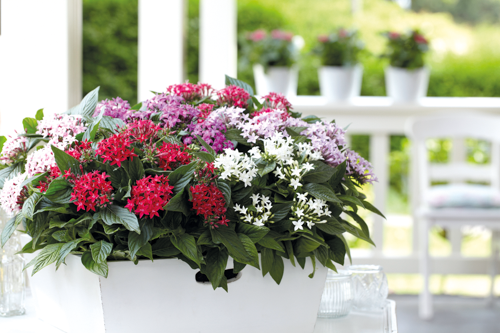 
                        Pentas
             
                        lanceolata F₁
             
                        Graffiti®
             
                        Selected Mix
            