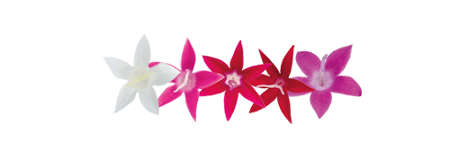 
                        Pentas
             
                        lanceolata F₁
             
                        Graffiti®
             
                        Selected Mix
            