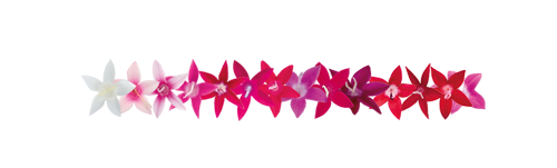 
                        Pentas
             
                        lanceolata F₁
             
                        Graffiti®
             
                        Neon Plum
            