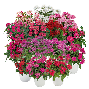 Pentas lanceolata F₁ Graffiti®