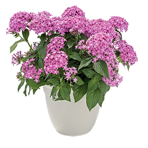 Graffiti® Lavender Pink