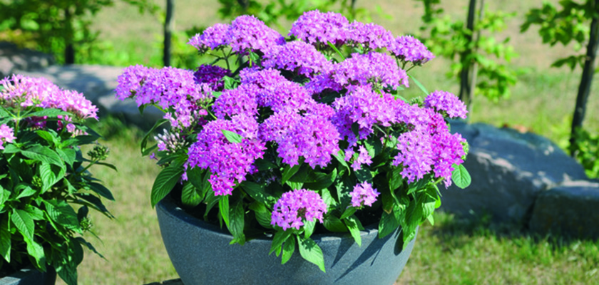 
                        Pentas
             
                        lanceolata F₁
             
                        Graffiti®
             
                        Lavender Pink
            