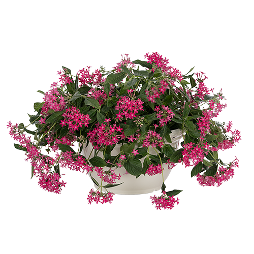 Pentas lanceolata F1 Graffiti® Falls Rose
