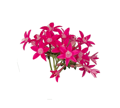 
                        Pentas
             
                        lanceolata F₁
             
                        Graffiti® Falls
             
                        Rose
            