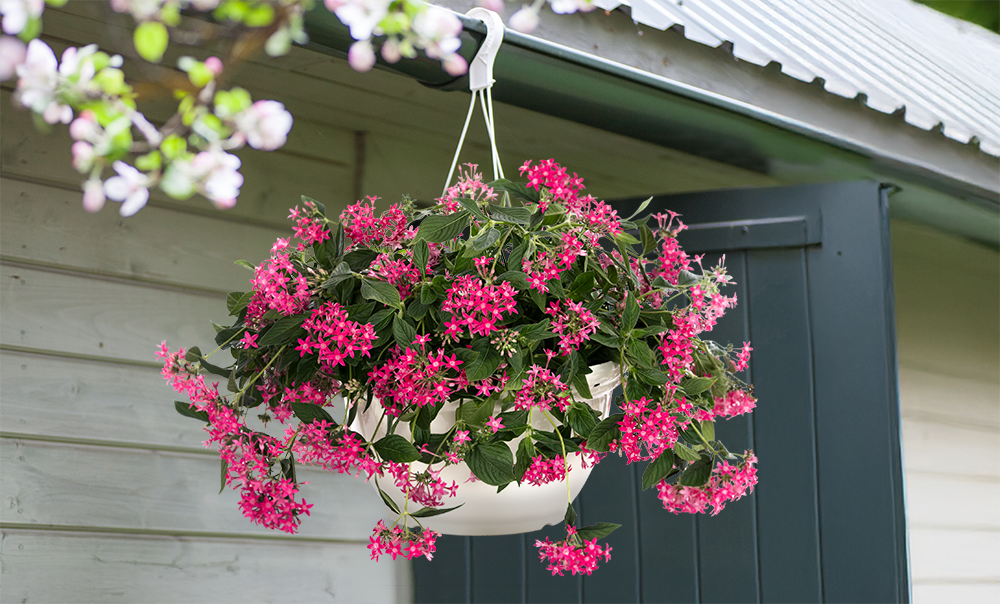 
                        Pentas
             
                        lanceolata F₁
             
                        Graffiti® Falls
             
                        Rose
            