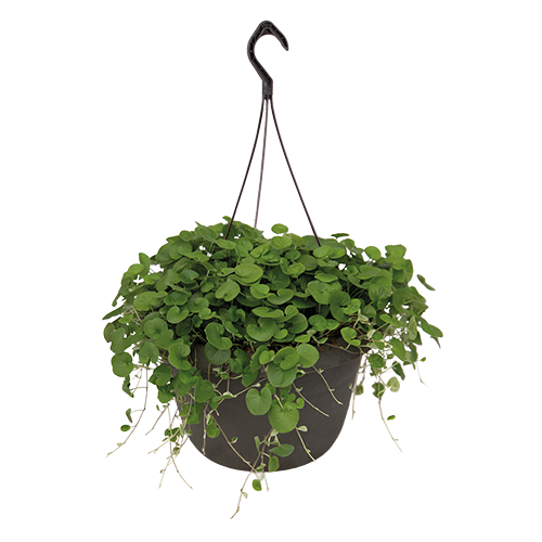 Dichondra repens Green Surfer™ 