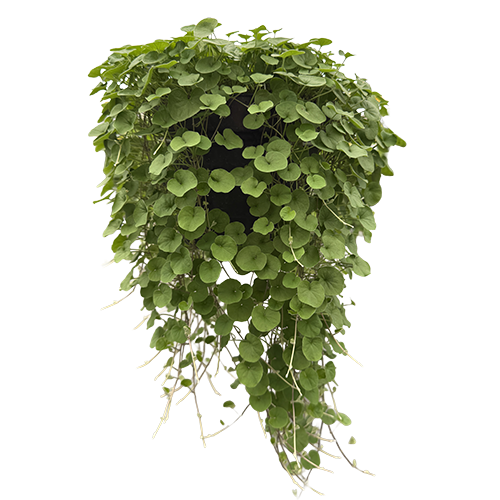 
                        Dichondra
             
                        repens
             
                        Green Surfer™
            