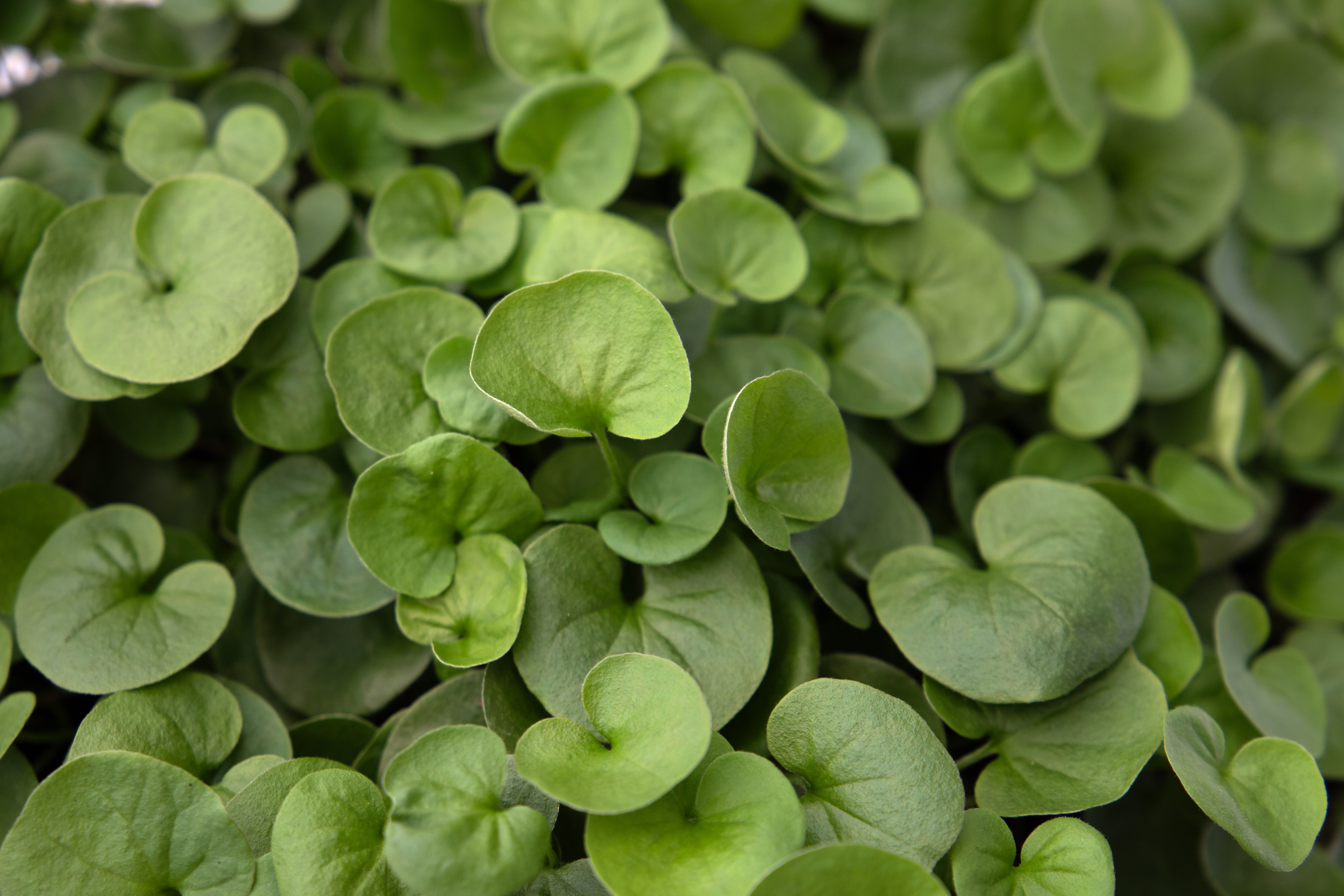 
                        Dichondra
             
                        repens
             
                        Green Surfer™
            