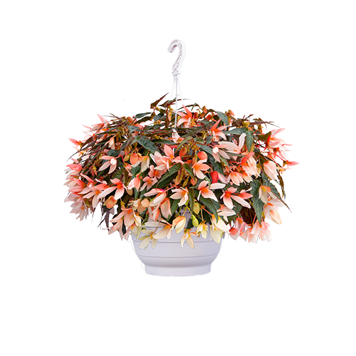 Begonia boliviensis F₁ Groovy Salmon Bicolor