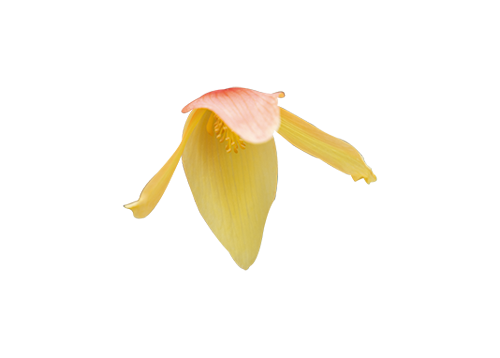 
                        Begonia
             
                        boliviensis F₁
             
                        Groovy
             
                        Mellow Yellow
            