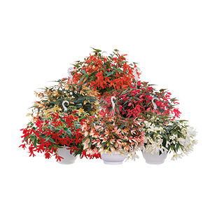 Begonia boliviensis F₁ Groovy