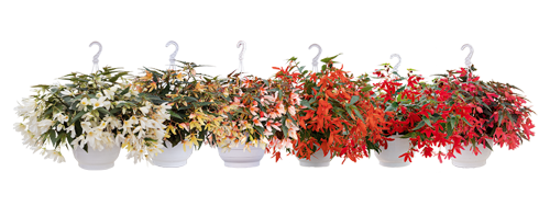 
                        Begonia
             
                        boliviensis F₁
             
                        Groovy
             
                        White
            