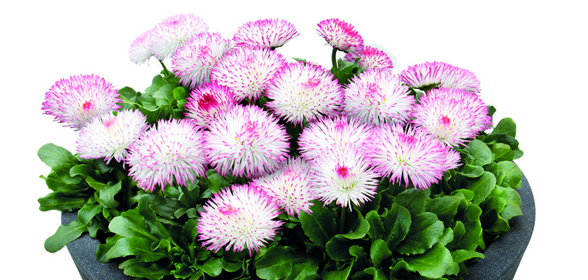 
                        Bellis
             
                        perennis
             
                        Habanera®
             
                        Rose
            