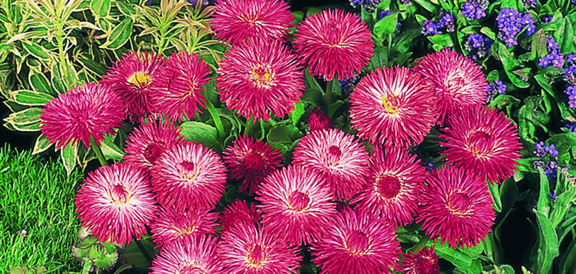 
                        Bellis
             
                        perennis
             
                        Habanera®
             
                        Red
            