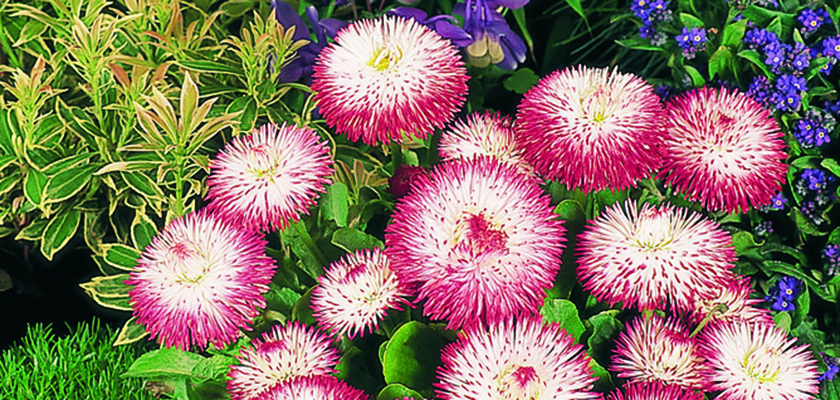 
                        Bellis
             
                        perennis
             
                        Habanera®
             
                        White Red Tips
            