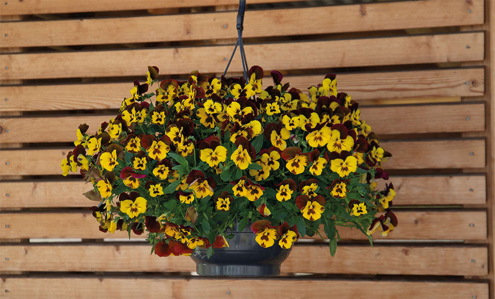 Viola
             
                        wittrockiana F₁
             
                        Highflyer™
             
                        Yellow Red Wing IMPROVED