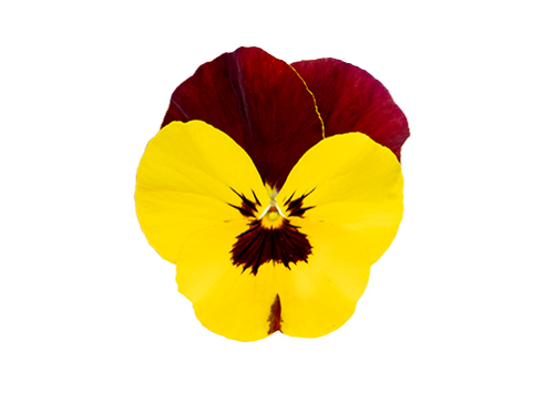 Viola wittrockiana F₁ Highflyer™ Yellow Red Wing IMPROVED