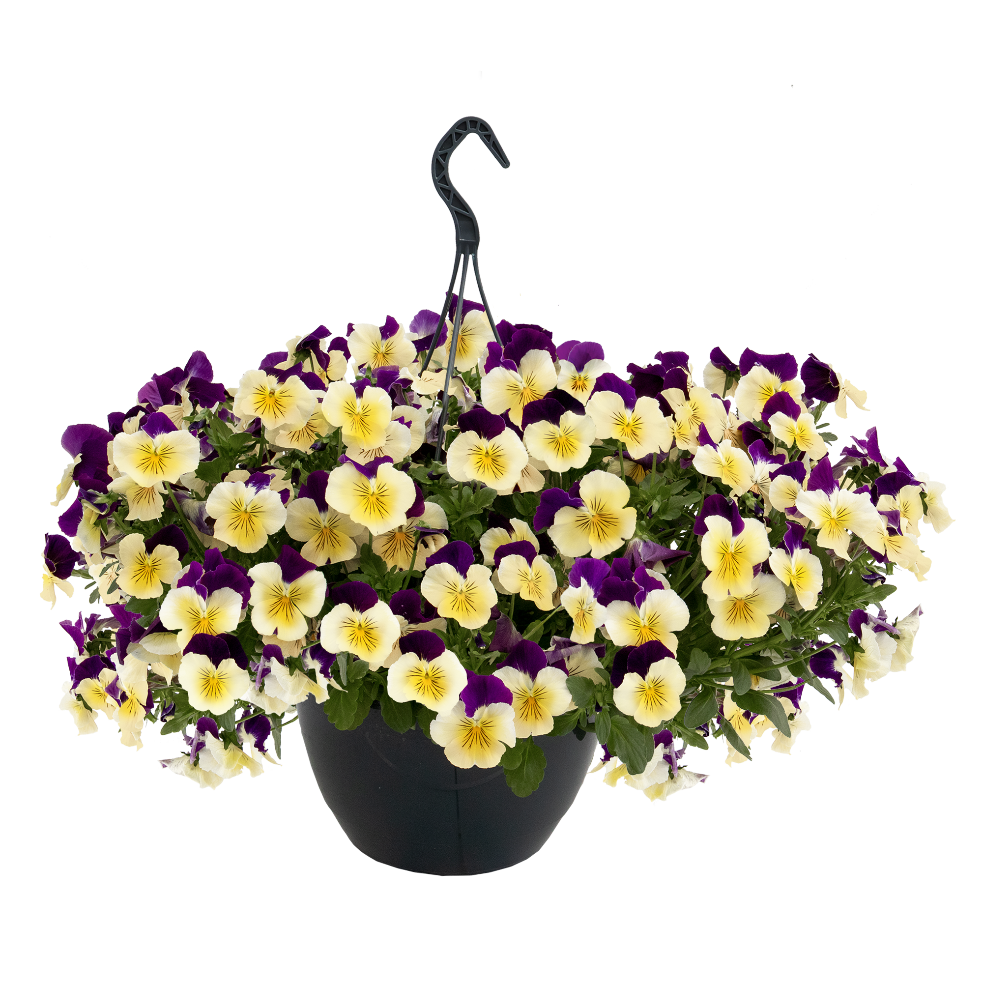 
                        Viola
             
                        wittrockiana F₁
             
                        Highflyer™
             
                        Yellow Purple Wing
            