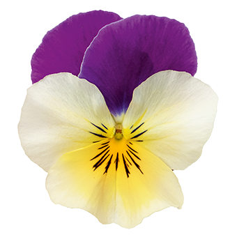 
                        Viola
             
                        wittrockiana F₁
             
                        Highflyer™
             
                        Yellow Purple Wing
            