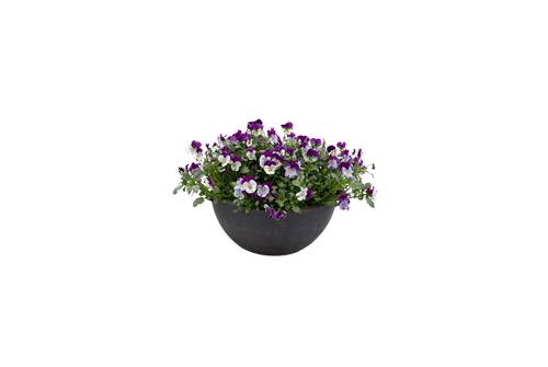 Viola
wittrockiana F₁
Highflyer™
Violet Face
