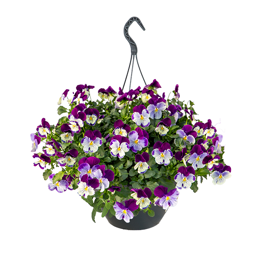 
                        Viola
             
                        wittrockiana F₁
             
                        Highflyer™
             
                        Violet Face
            