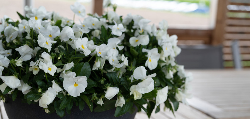 
                        Viola
             
                        wittrockiana F₁
             
                        Highflyer™
             
                        White
            