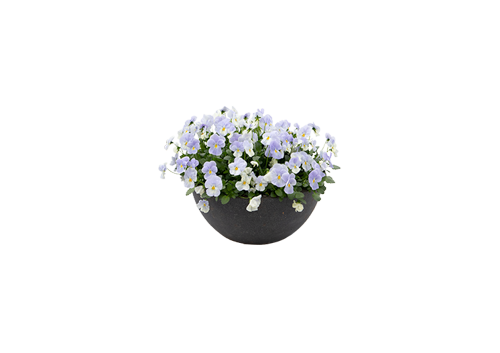 
                        Viola
             
                        wittrockiana F₁
             
                        Highflyer™
             
                        Blue Heaven
            