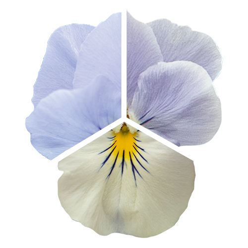 Viola wittrockiana F₁ Highflyer™ Blue Heaven